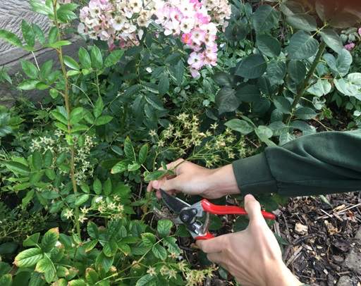 Pruning rambling rose